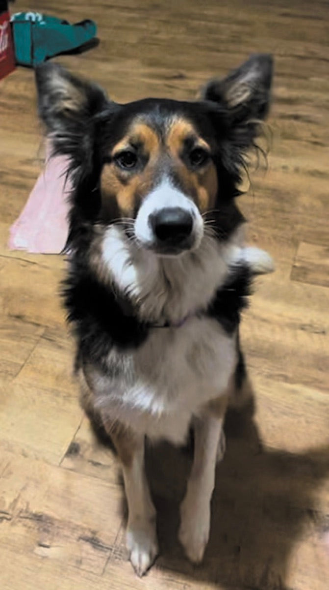 A dim indoor phone photo of a dog