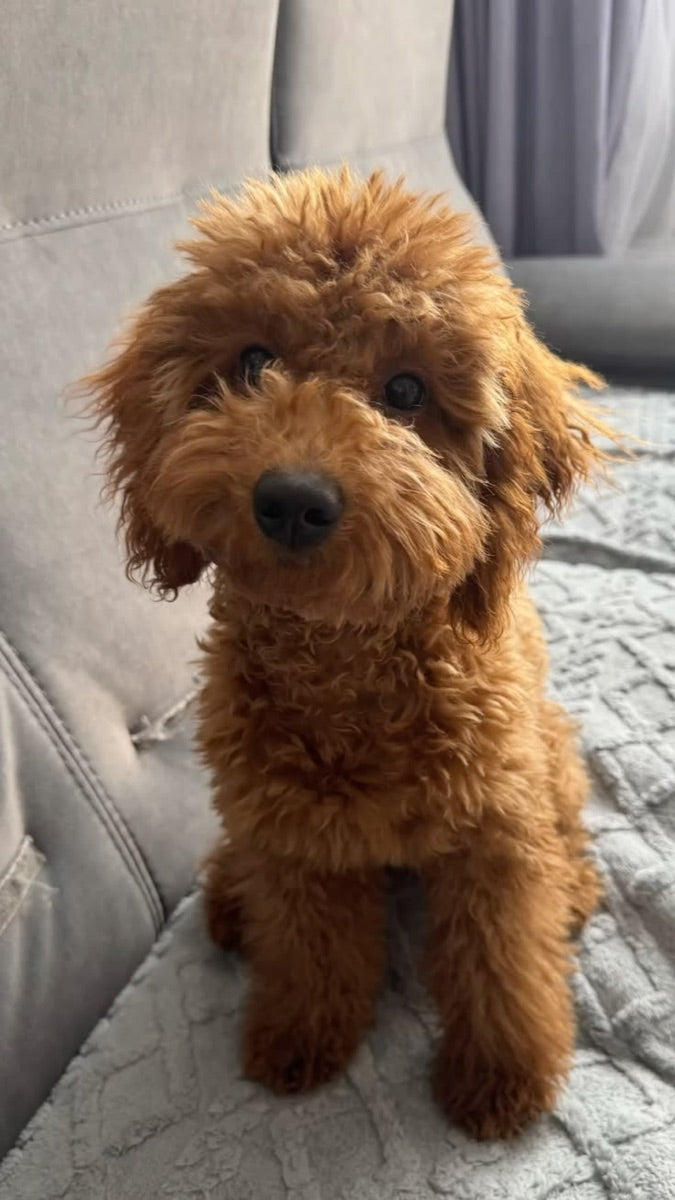 A phone photo of a red poodle cross on a couch